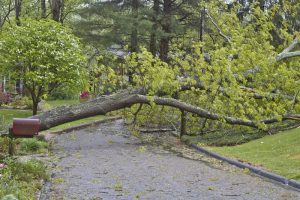 Emergency Tree Services