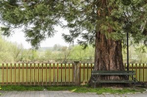 Residential Tree Services