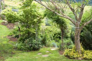 Tree Maintenance