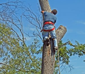 Tree Care