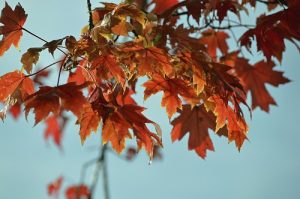 Trees