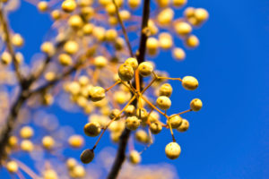 Fruit Trees