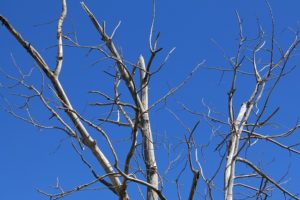 Trees