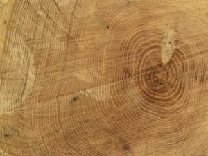 Stump Grinding / Stump Removal