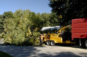 Tree Removal