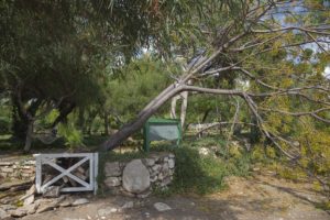 Fallen Tree