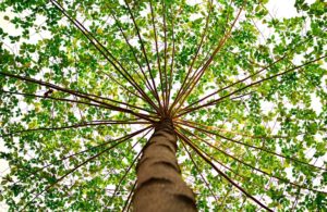 Tree Care