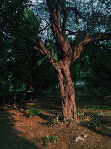 Older Trees