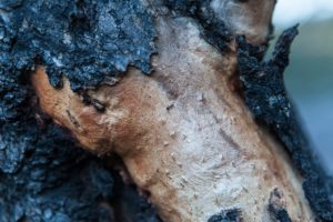 Tree Diseases