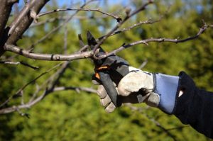 Fruit Tree Pruning