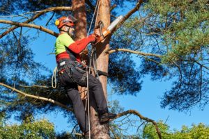 Tree Care
