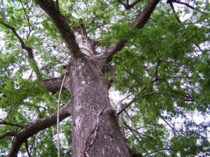 tree