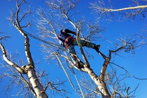 Tree Trimming