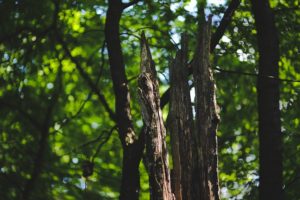 Dead Tree