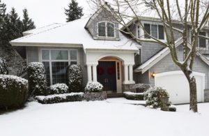 Winter Tree Care