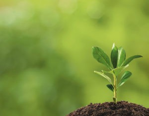 Sapling