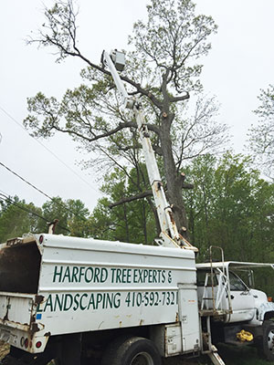 Harford Ttree Expert Removing Tree from Commercial Property