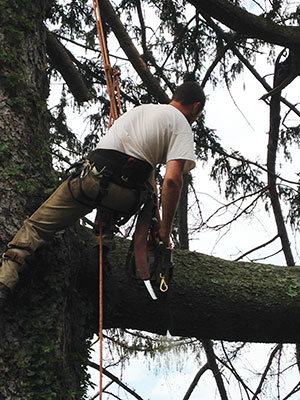 Harford Tree Expert Removing Tree from Residential Property