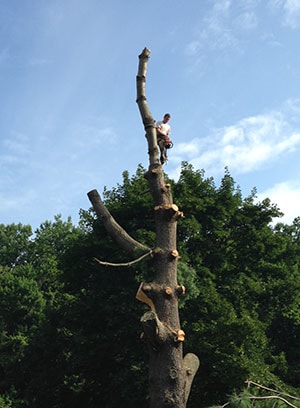 Residential Tree Removal by a Harford Tree Expert