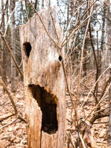 Tree Diseases