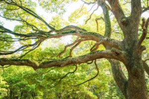 Mature Trees