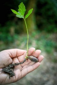 Planting