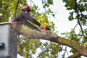 Arborist