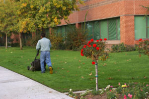 Commercial Tree Care