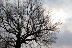 Tree Myths