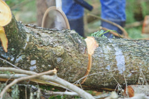 Tree Care