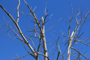 Trees