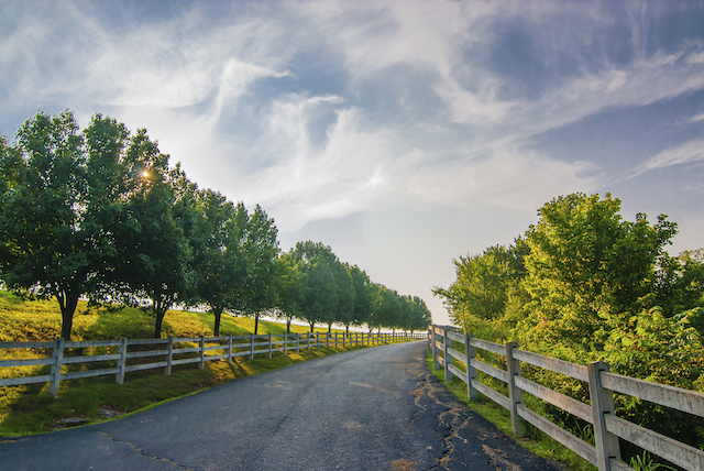 Why Tree Planting Can Completely Change the Atmosphere of Your Property