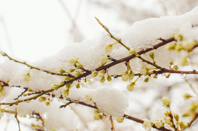 4 Helpful Tips for Winter Tree Care