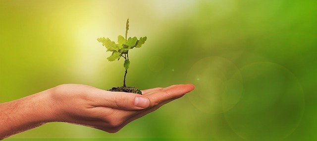 Why Tree Planting is So Beneficial For Your Land