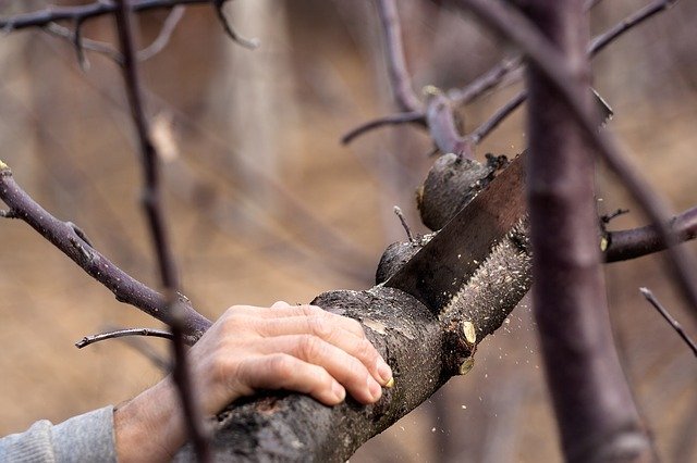 Why It’s Wise To Invest in a Commercial Tree Removal Service