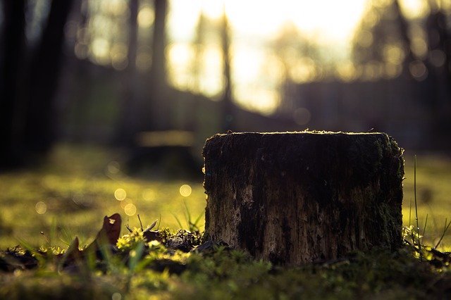Tree Stump Removal or Stump Grinding, Which is Better?
