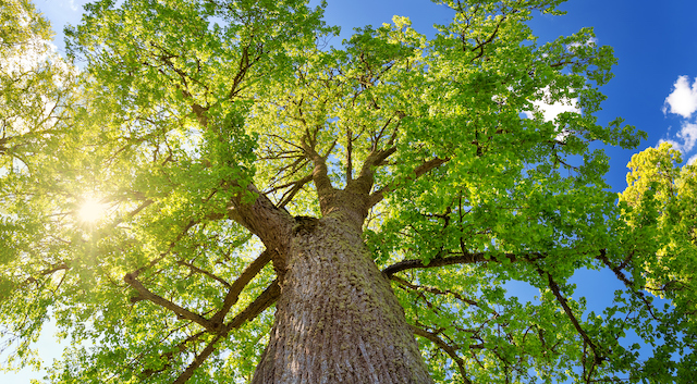 Why Tree Care Inspections are Important