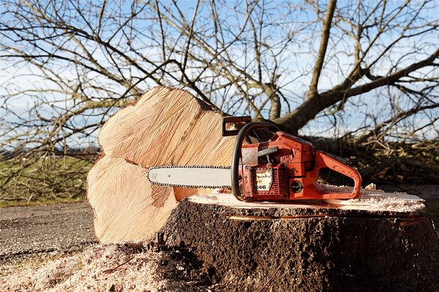 Signs that Indicate That Tree Pruning is Necessary