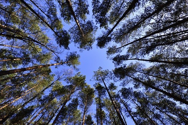 When to Begin Watering your Property’s Trees This Spring