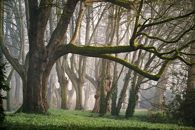 3 of the Best Benefits of Tree Trimming Services