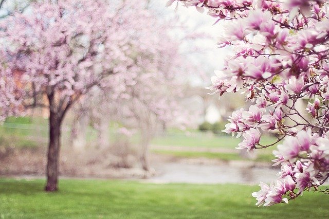 Tree Care Tips for This Spring