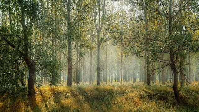 A Guide to Keeping Your Property’s Trees Healthy