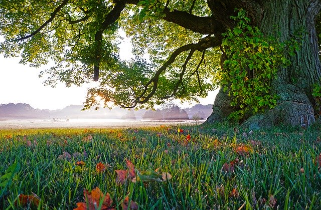 Signs that Indicate Its Time to Remove a Dead Tree