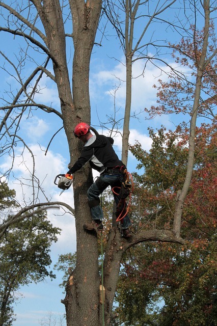 What a Certified Arborist Brings to the Table for a Tree Removal Project