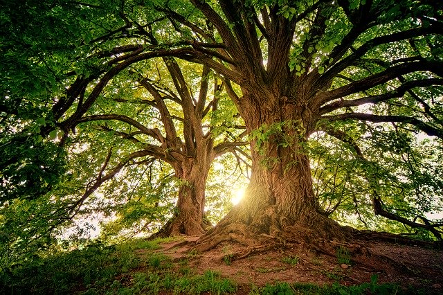Tree Removal Signs: What to Look Out For