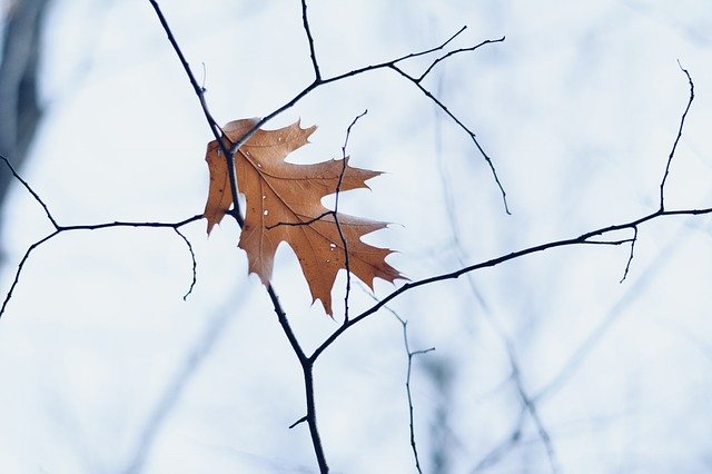The Most Common Tree Diseases and Problems