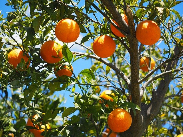 How to Successfully Plant a Fruit Tree