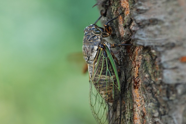 How to Deal with Pesky Cicadas in Your Trees