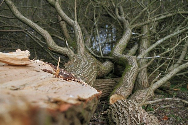 3 Reasons to Hire the Professionals for Residential Tree Care