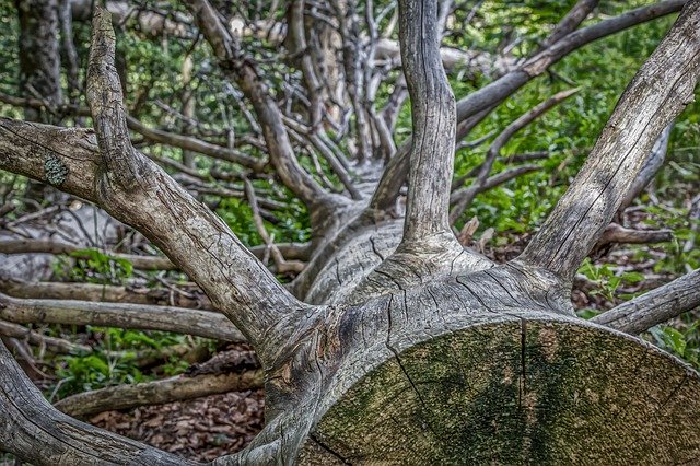 Why it is Essential to Hire a Certified Arborist to Remove a Dead Tree